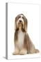 Bearded Collie-null-Stretched Canvas