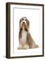 Bearded Collie-null-Framed Photographic Print