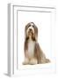 Bearded Collie-null-Framed Photographic Print