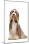 Bearded Collie-null-Mounted Photographic Print