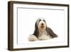 Bearded Collie-null-Framed Photographic Print