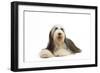 Bearded Collie-null-Framed Photographic Print