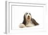 Bearded Collie-null-Framed Photographic Print