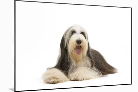 Bearded Collie-null-Mounted Photographic Print