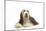 Bearded Collie-null-Mounted Photographic Print