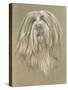 Bearded Collie-Barbara Keith-Stretched Canvas