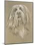 Bearded Collie-Barbara Keith-Mounted Giclee Print