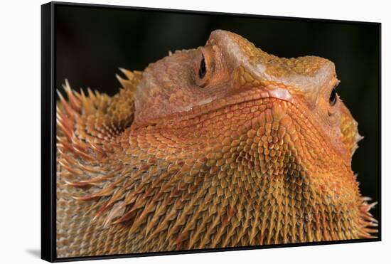 Bearded Dragon (Pogona Vitticeps), captive, Australia, Pacific-Janette Hill-Framed Stretched Canvas