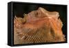 Bearded Dragon (Pogona Vitticeps), captive, Australia, Pacific-Janette Hill-Framed Stretched Canvas