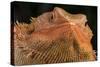 Bearded Dragon (Pogona Vitticeps), captive, Australia, Pacific-Janette Hill-Stretched Canvas