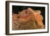 Bearded Dragon (Pogona Vitticeps), captive, Australia, Pacific-Janette Hill-Framed Photographic Print