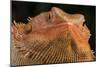 Bearded Dragon (Pogona Vitticeps), captive, Australia, Pacific-Janette Hill-Mounted Photographic Print