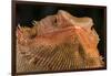 Bearded Dragon (Pogona Vitticeps), captive, Australia, Pacific-Janette Hill-Framed Photographic Print