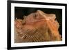 Bearded Dragon (Pogona Vitticeps), captive, Australia, Pacific-Janette Hill-Framed Photographic Print