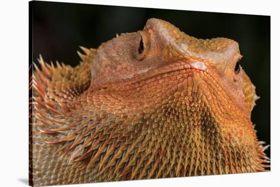Bearded Dragon (Pogona Vitticeps), captive, Australia, Pacific-Janette Hill-Stretched Canvas