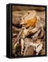 Bearded Dragon, Pogona Vitticeps, Native to Australia-David Northcott-Framed Stretched Canvas