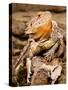 Bearded Dragon, Pogona Vitticeps, Native to Australia-David Northcott-Stretched Canvas