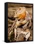 Bearded Dragon, Pogona Vitticeps, Native to Australia-David Northcott-Framed Stretched Canvas