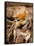 Bearded Dragon, Pogona Vitticeps, Native to Australia-David Northcott-Framed Stretched Canvas