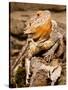 Bearded Dragon, Pogona Vitticeps, Native to Australia-David Northcott-Stretched Canvas