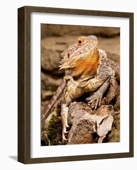 Bearded Dragon, Pogona Vitticeps, Native to Australia-David Northcott-Framed Photographic Print