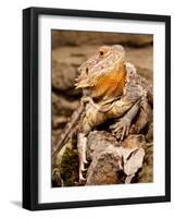 Bearded Dragon, Pogona Vitticeps, Native to Australia-David Northcott-Framed Photographic Print