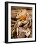 Bearded Dragon, Pogona Vitticeps, Native to Australia-David Northcott-Framed Photographic Print