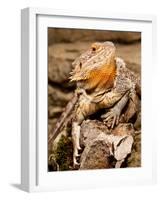 Bearded Dragon, Pogona Vitticeps, Native to Australia-David Northcott-Framed Photographic Print