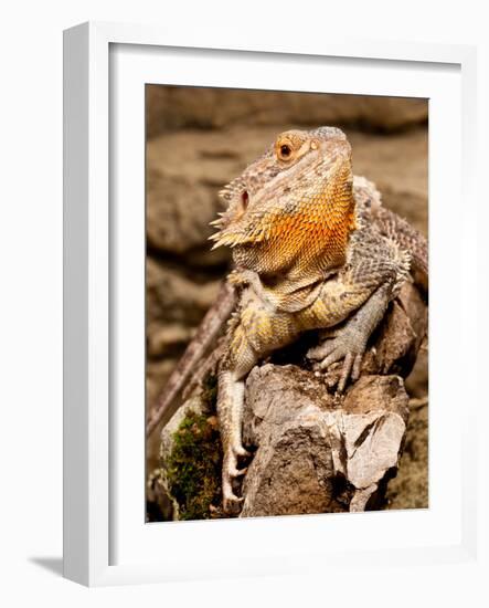 Bearded Dragon, Pogona Vitticeps, Native to Australia-David Northcott-Framed Photographic Print