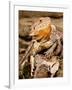 Bearded Dragon, Pogona Vitticeps, Native to Australia-David Northcott-Framed Photographic Print