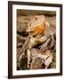 Bearded Dragon, Pogona Vitticeps, Native to Australia-David Northcott-Framed Photographic Print