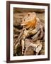 Bearded Dragon, Pogona Vitticeps, Native to Australia-David Northcott-Framed Photographic Print