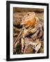 Bearded Dragon, Pogona Vitticeps, Native to Australia-David Northcott-Framed Photographic Print