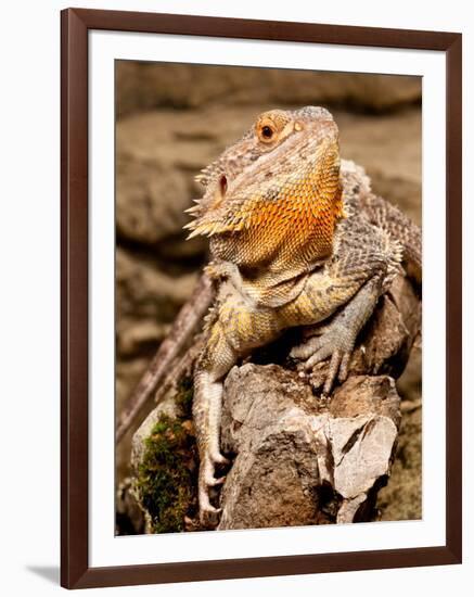 Bearded Dragon, Pogona Vitticeps, Native to Australia-David Northcott-Framed Photographic Print