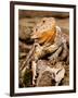 Bearded Dragon, Pogona Vitticeps, Native to Australia-David Northcott-Framed Photographic Print