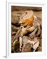 Bearded Dragon, Pogona Vitticeps, Native to Australia-David Northcott-Framed Photographic Print