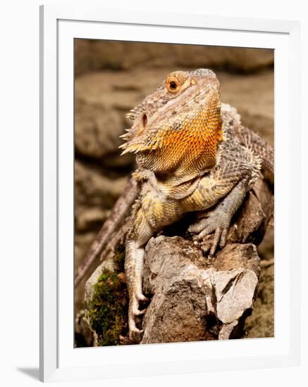 Bearded Dragon, Pogona Vitticeps, Native to Australia-David Northcott-Framed Photographic Print