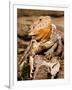 Bearded Dragon, Pogona Vitticeps, Native to Australia-David Northcott-Framed Photographic Print