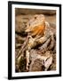 Bearded Dragon, Pogona Vitticeps, Native to Australia-David Northcott-Framed Photographic Print