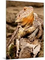 Bearded Dragon, Pogona Vitticeps, Native to Australia-David Northcott-Mounted Photographic Print