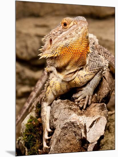 Bearded Dragon, Pogona Vitticeps, Native to Australia-David Northcott-Mounted Photographic Print