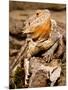 Bearded Dragon, Pogona Vitticeps, Native to Australia-David Northcott-Mounted Photographic Print