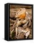 Bearded Dragon, Pogona Vitticeps, Native to Australia-David Northcott-Framed Stretched Canvas