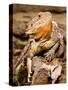 Bearded Dragon, Pogona Vitticeps, Native to Australia-David Northcott-Stretched Canvas