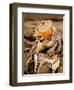 Bearded Dragon, Pogona Vitticeps, Native to Australia-David Northcott-Framed Photographic Print