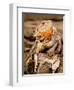 Bearded Dragon, Pogona Vitticeps, Native to Australia-David Northcott-Framed Photographic Print