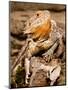 Bearded Dragon, Pogona Vitticeps, Native to Australia-David Northcott-Mounted Photographic Print