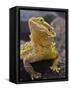 Bearded Dragon-Adam Jones-Framed Stretched Canvas