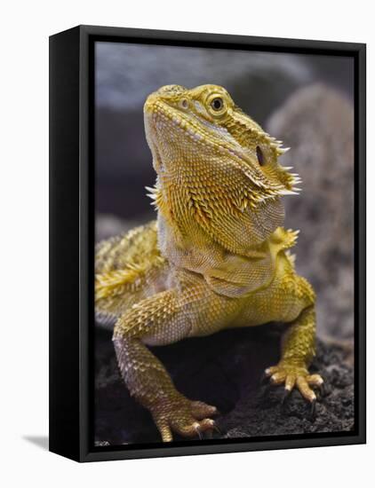 Bearded Dragon-Adam Jones-Framed Stretched Canvas