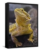 Bearded Dragon-Adam Jones-Framed Stretched Canvas